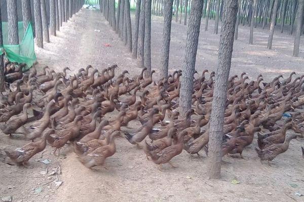 蛋鴨苗價格多少錢一只？