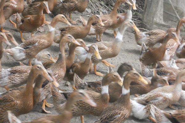 蛋鴨苗價格多少錢一只？