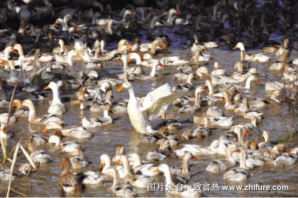 蛋鴨什么品種最好？