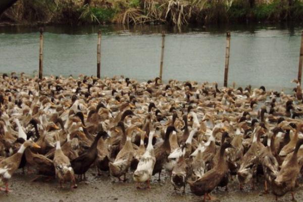 蛋鴨養(yǎng)殖技術(shù)視頻