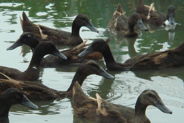 蛋鴨養(yǎng)殖技術(shù)視頻