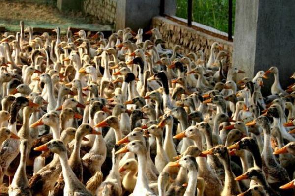 蛋鴨養(yǎng)殖技術(shù)視頻