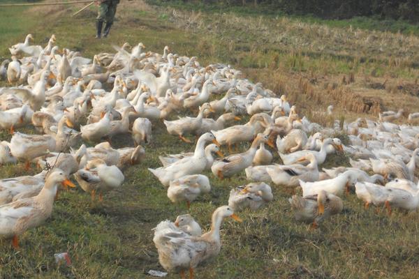 蛋鴨養(yǎng)殖技術(shù)視頻