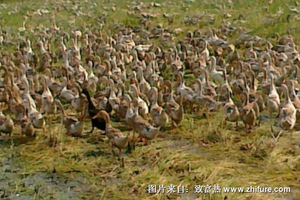 蛋鴨養殖利潤高不高？