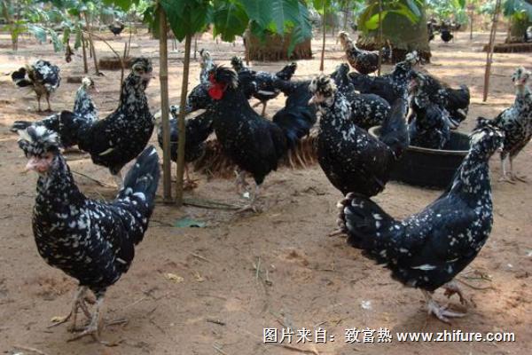 貴妃雞的營養價值與功效作用