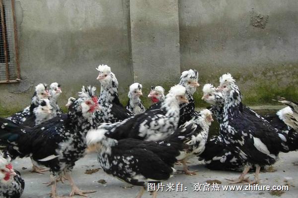 貴妃雞雞苗價格多少錢一只？