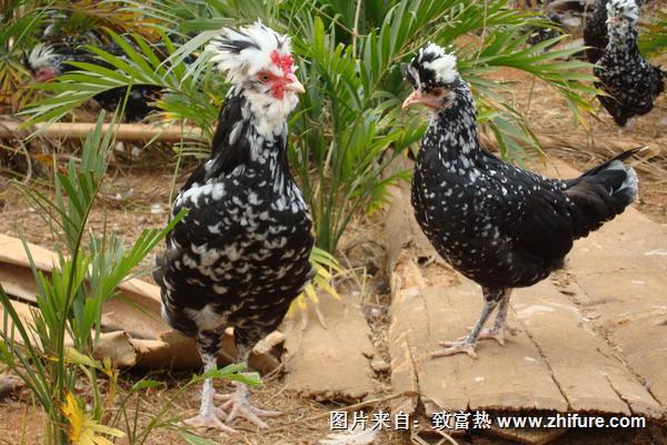 貴妃雞圖片大全