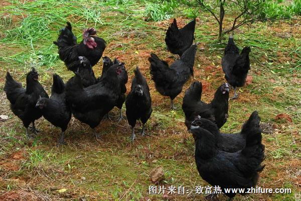 黑羽綠殼蛋雞養殖技術