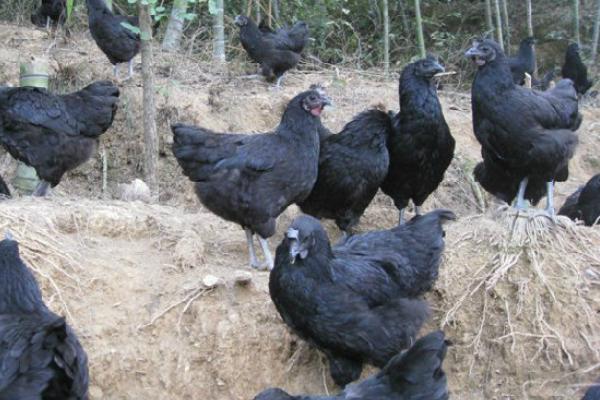 黑羽綠殼蛋雞養殖技術