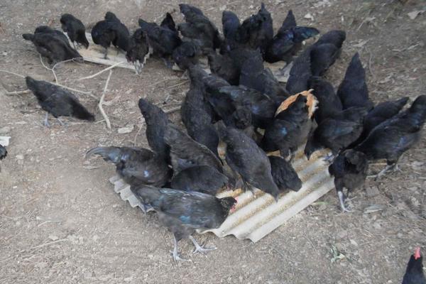 黑羽綠殼蛋雞養殖技術