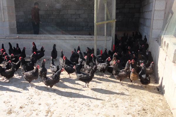 黑羽綠殼蛋雞養殖技術