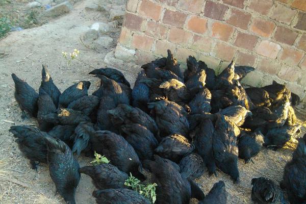 黑羽綠殼蛋雞養殖技術