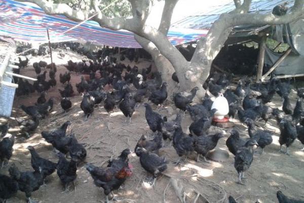 黑羽綠殼蛋雞養殖技術