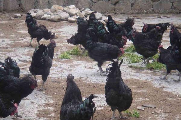 黑羽綠殼蛋雞養殖技術