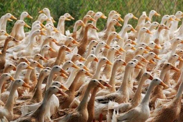 蛋鴨養(yǎng)殖技術(shù)視頻