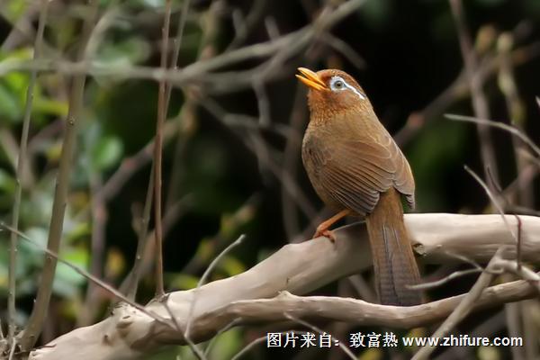 畫眉鳥多少錢一只？