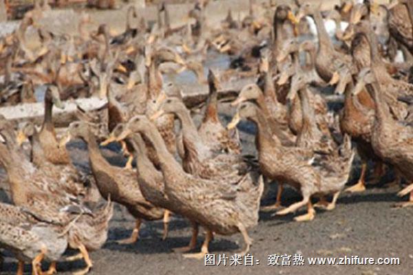 如何提高蛋鴨產蛋率？