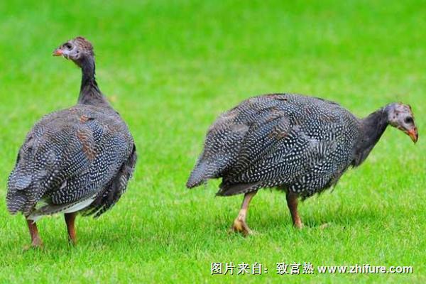 珍珠雞養多久才能下蛋？