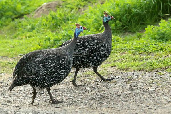 珍珠雞幾個月下蛋?