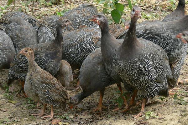 珍珠雞幾個月下蛋?