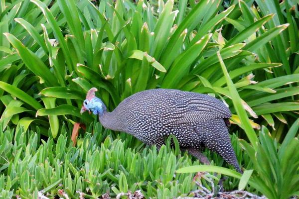 珍珠雞幾個月下蛋?