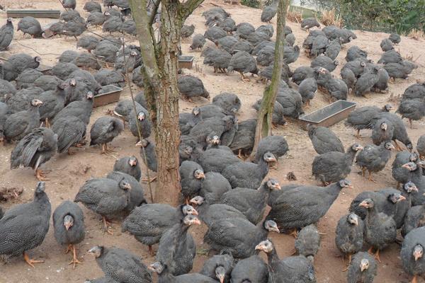 珍珠雞幾個月下蛋?