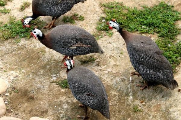 珍珠雞幾個月下蛋?