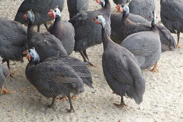 珍珠雞幾個月下蛋?