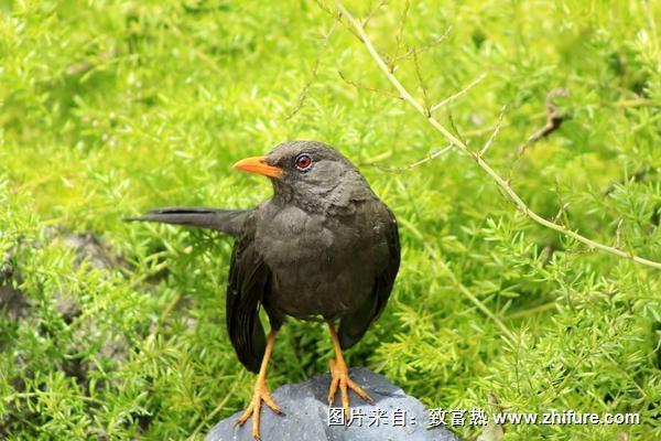 畫眉鳥禿頂怎么辦？