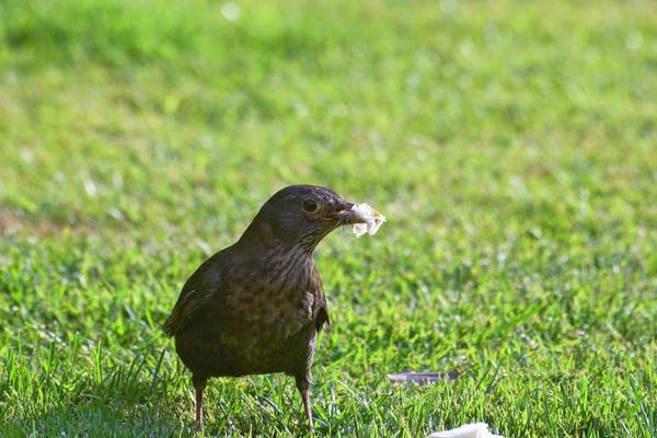 畫眉鳥禿頂怎么辦?
