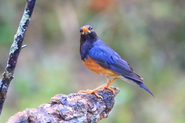 畫眉鳥禿頂怎么辦?