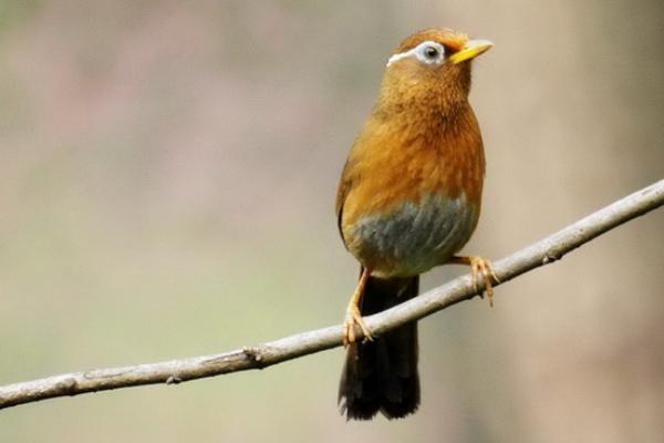 畫眉鳥禿頂怎么辦?