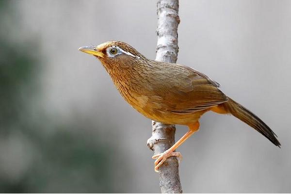 畫眉鳥禿頂怎么辦?