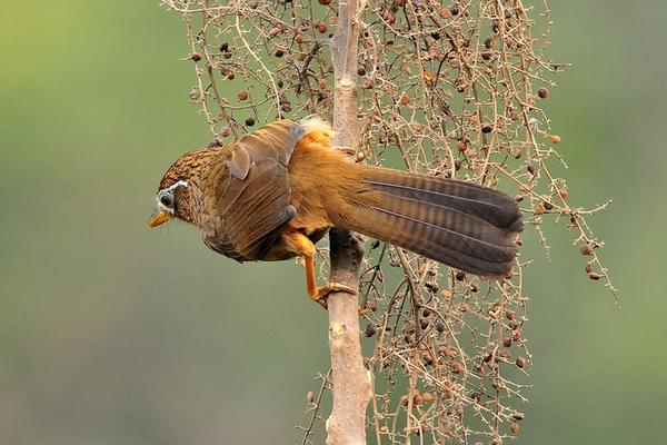 畫眉鳥禿頂怎么辦?