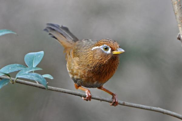 畫眉鳥禿頂怎么辦?