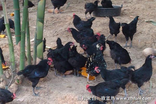 綠殼蛋雞多少錢一斤？