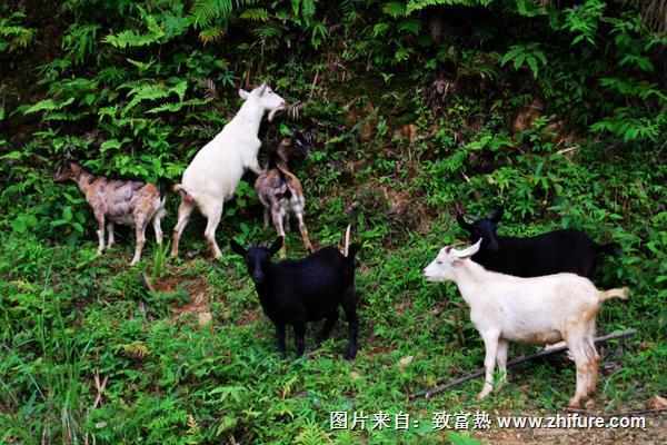 2018養羊賺錢嗎？養羊的利潤與投資成本及前景預測