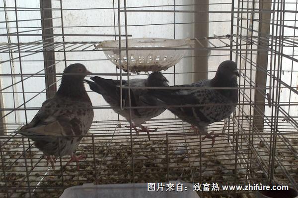 2018養鴿子賺錢嗎？鴿子的利潤與投資成本及前景預測