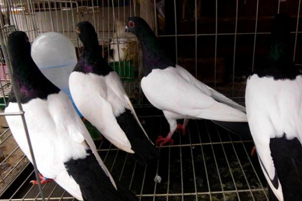 2018養鴿子賺錢嗎?鴿子的利潤與投資成本及前景預測