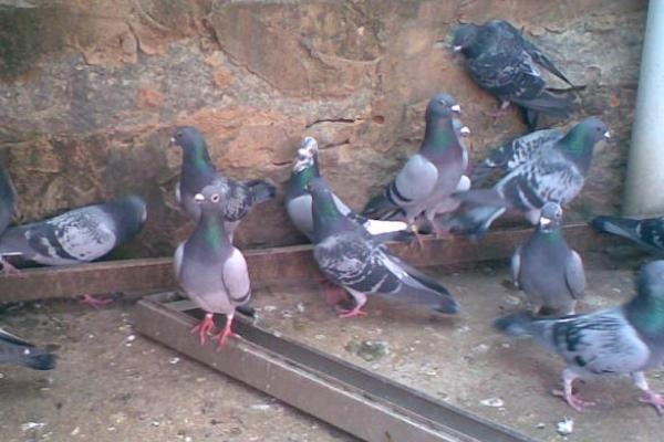 2018養鴿子賺錢嗎?鴿子的利潤與投資成本及前景預測