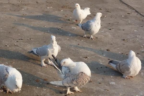 2018養鴿子賺錢嗎?鴿子的利潤與投資成本及前景預測