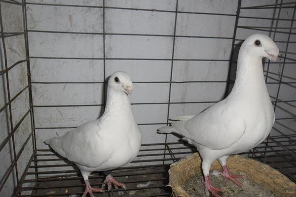 2018養鴿子賺錢嗎?鴿子的利潤與投資成本及前景預測