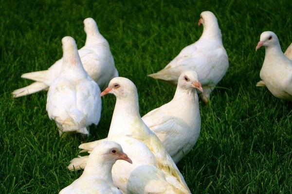 2018養鴿子賺錢嗎?鴿子的利潤與投資成本及前景預測