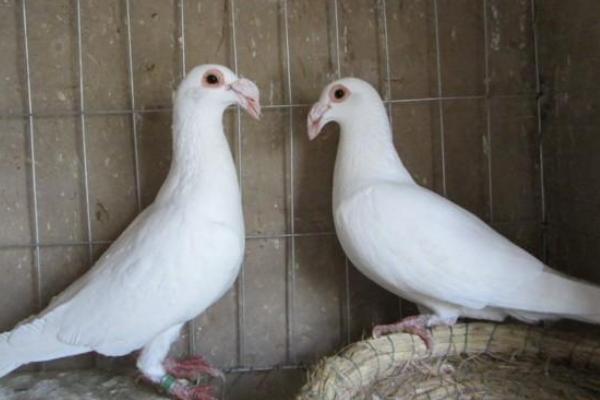 2018養鴿子賺錢嗎?鴿子的利潤與投資成本及前景預測