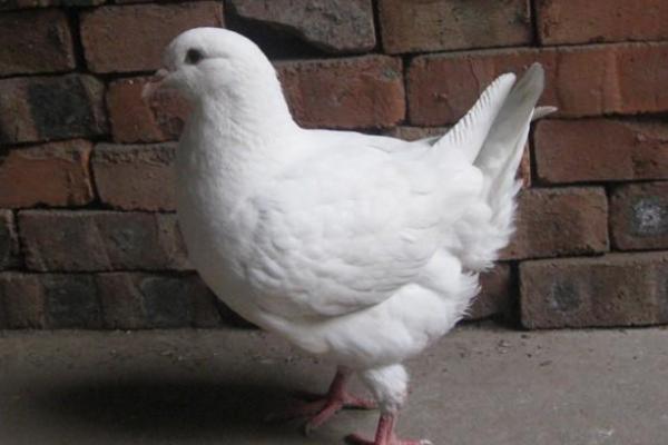 2018養鴿子賺錢嗎?鴿子的利潤與投資成本及前景預測
