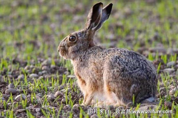 2018養兔子賺錢嗎？養兔子的利潤與投資成本及前景預測