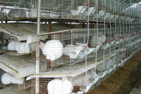 2018養兔子賺錢嗎？養兔子的利潤與投資成本及前景預測