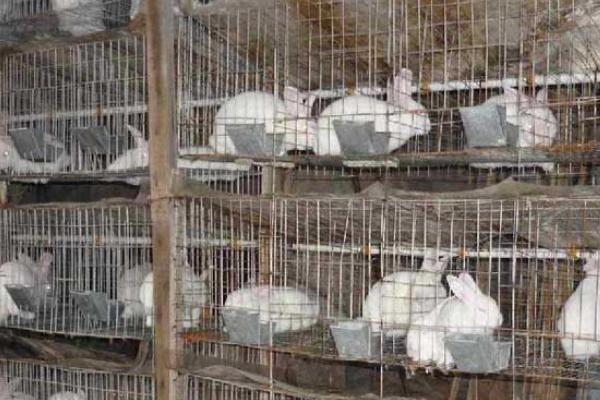 2018養兔子賺錢嗎？養兔子的利潤與投資成本及前景預測