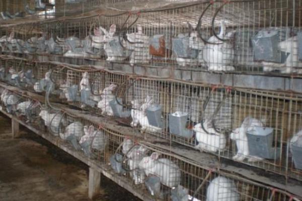 2018養兔子賺錢嗎？養兔子的利潤與投資成本及前景預測