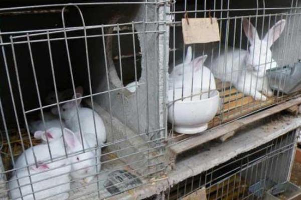 2018養兔子賺錢嗎？養兔子的利潤與投資成本及前景預測